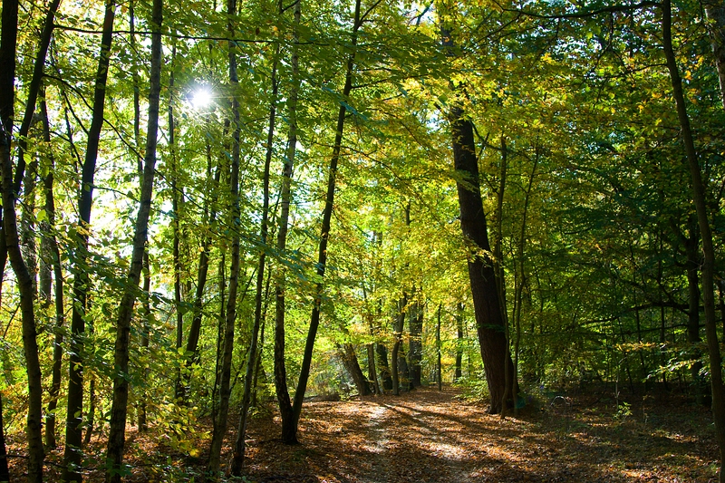 waldweg-zehetbauer