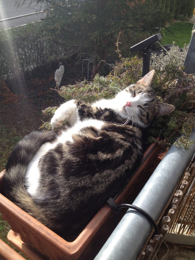 Unser Mäuschen in der Herbstsonne