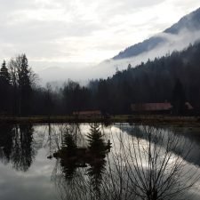 wald-ausblick