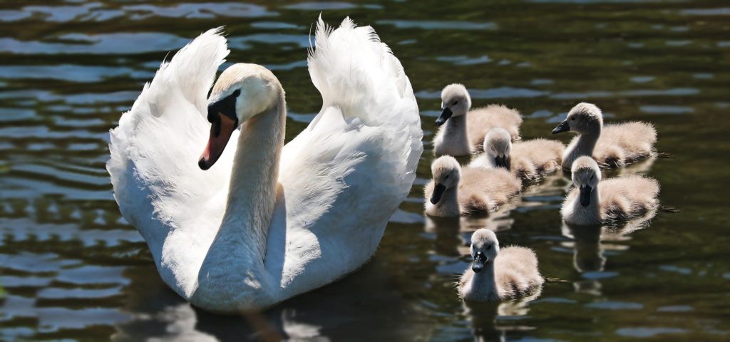 ein jahr zu fünft - unsere familie mit 5 personen symbolhaft die schwäne