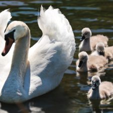 ein jahr zu fünft - unsere familie mit 5 personen symbolhaft die schwäne